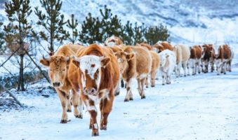 华北最美冬季来了 东北童话小镇初雪美到极致