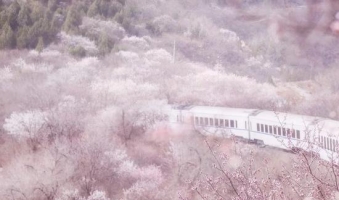 国内就有日本同款花海火车 将迎来最美春天