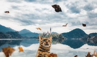 <b>另类博主带猫环游世界 拍下奇幻猫片圈粉160w</b>